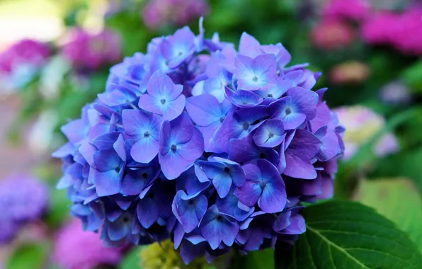 Picture flower, leaves, macro, blue, petals, inflorescence, Hydrangea