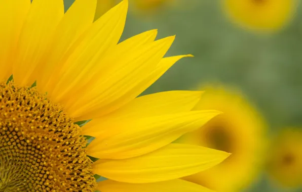 Picture yellow, petals, sunflowers