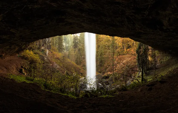Picture forest, trees, nature, waterfall, cave