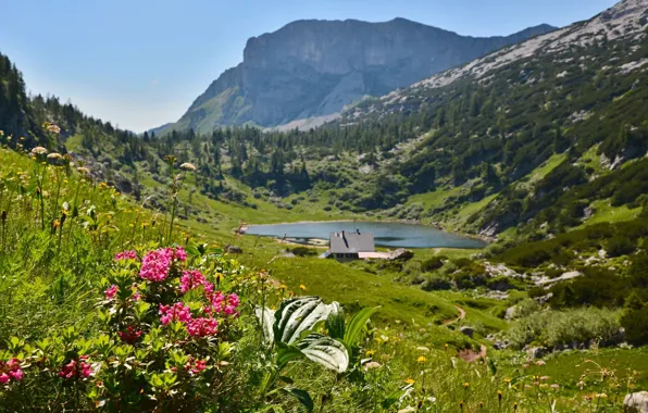 Picture flowers, mountains, lake, house, Alps