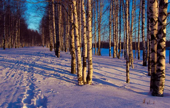 Picture winter, forest, snow, trees, landscape, traces, the evening
