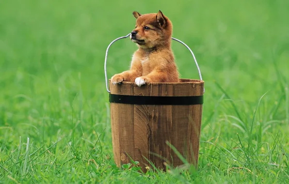 Picture grass, look, bucket, puppy