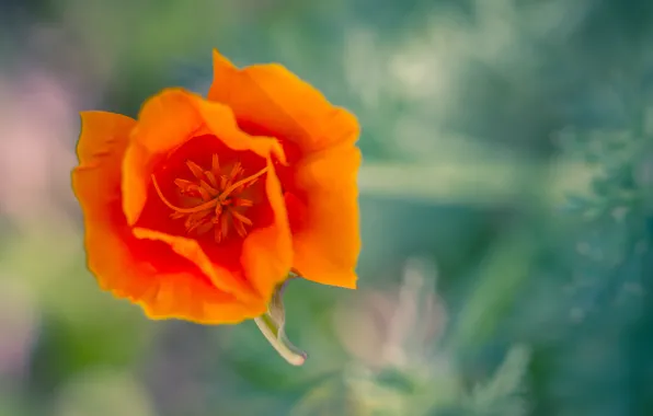 Picture flower, macro, orange, California poppy, Estella