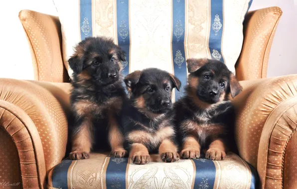 Picture chair, puppies, trio, German shepherd