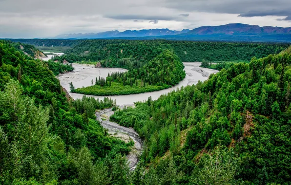 Picture forest, trees, landscape, river, Alaska, Denali National Park