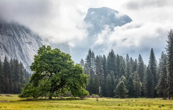 Picture California, Yosemite Valley, Cook's Meadow