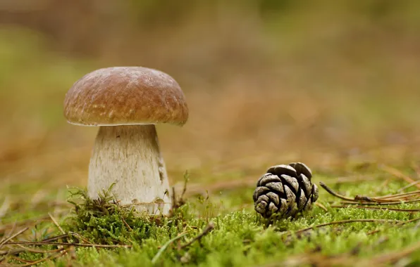 Picture forest, macro, mushroom, moss, bump