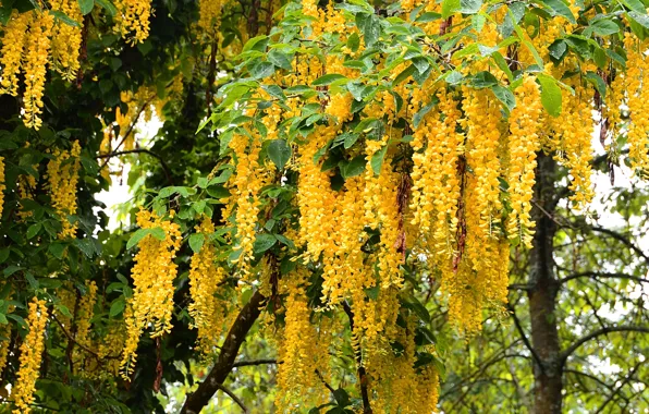 Picture photo, Flowers, Yellow, Wisteria, Wisteria