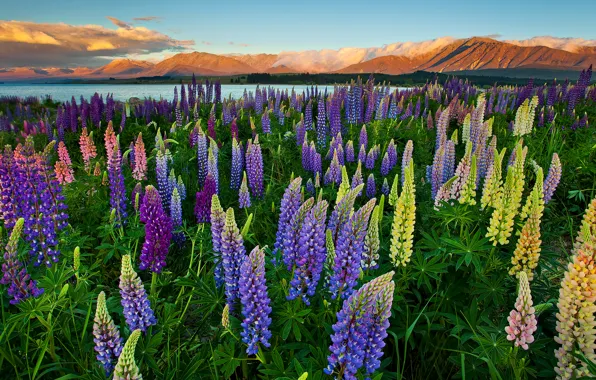 Picture the sky, flowers, mountains, lake, beauty, horizon, meadow, Lupin