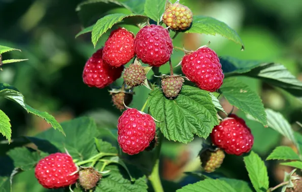 Picture summer, berries, raspberry, Bush