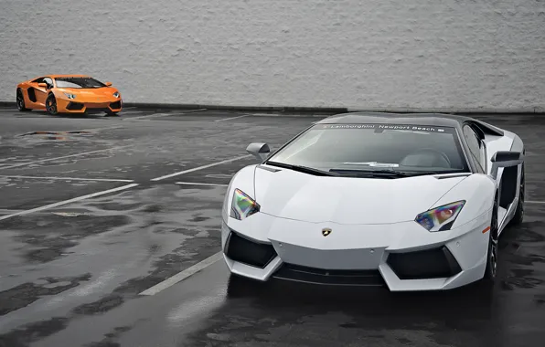 Picture Lamborghini, Orange, White, Orange, White, LP700-4, Aventador, 2014