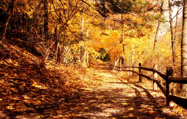 Picture light, trees, Park, foliage, Autumn, fence