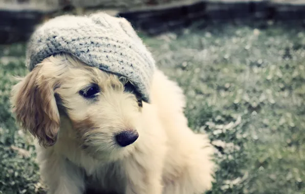 Picture dog, puppy, hat