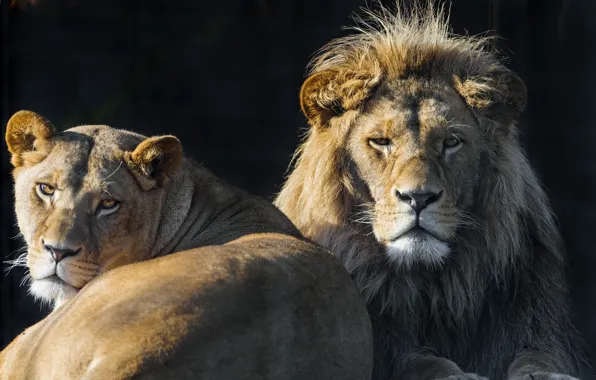 Picture look, cats, Leo, pair, lioness, ©Tambako The Jaguar