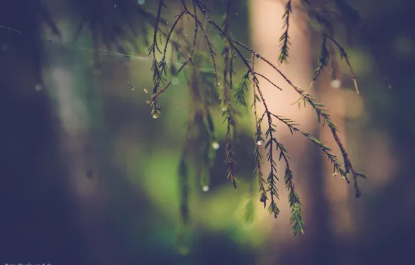 Picture forest, drops, macro, branches, nature, Rosa, tree, branch, spruce