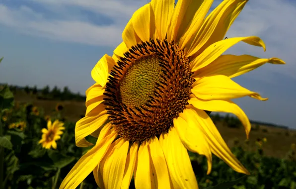 Picture field, summer, the sun, sunflower