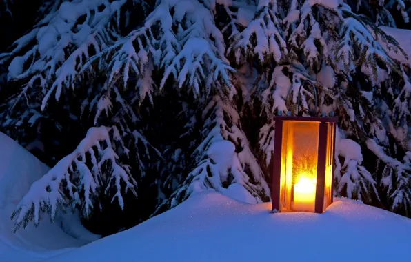 Picture winter, light, snow, tree, spruce, lantern, light, winter, snow, tree, lantern