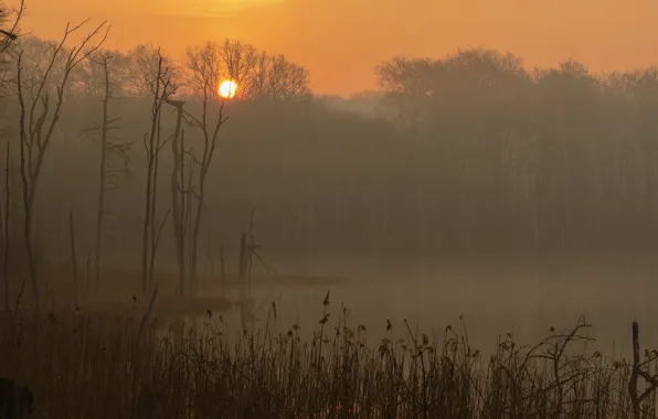 Picture fog, lake, sunrise, morning, Germany, Mecklenburg-Vorpommern, Müritz national Park