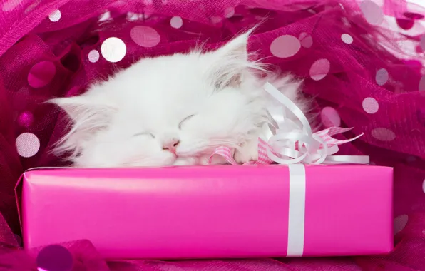 Picture white, gift, sleep, muzzle, kitty, tulle, sleeping kitten, sleep, white kitten