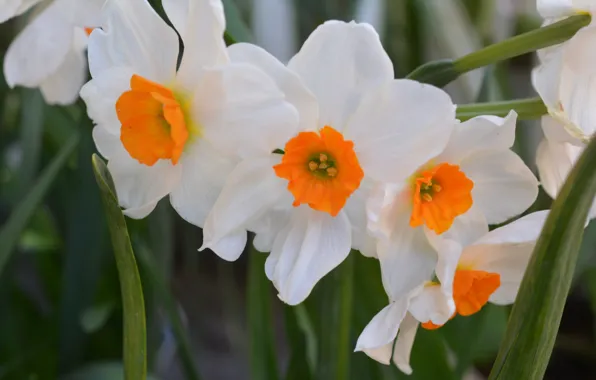 Picture White, White, Narcissus