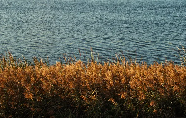 Picture autumn, yellow, lake, pond, river, Water, Grass, reed, Blue, Dry