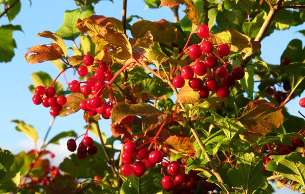 Picture autumn, leaves, berries, red, Kalina