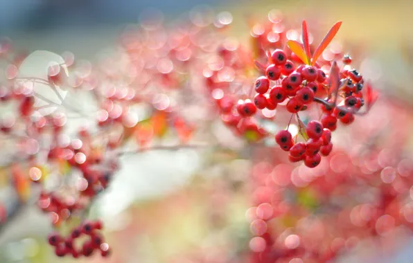 Picture leaves, glare, branch, fruit, red