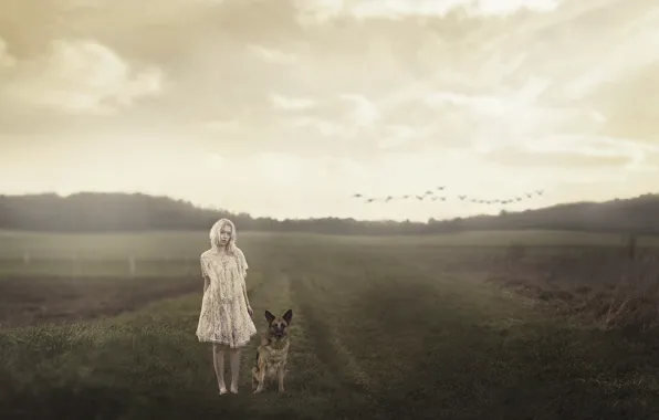 Picture field, girl, mood, dog, the evening