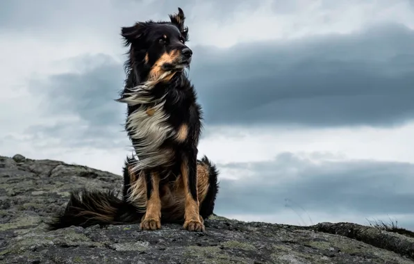 Picture the wind, stone, Majestic Dog