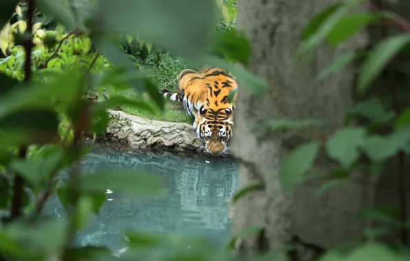 Picture leaves, water, branches, tiger, predator, drinking