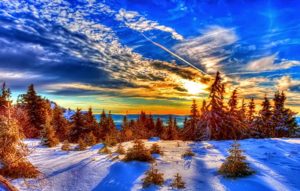 Picture winter, forest, the sky, clouds, snow, trees, sunset, spruce