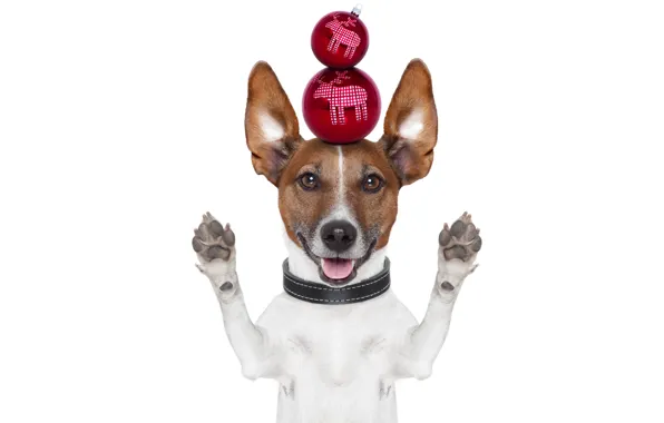 Picture animals, balls, creative, holiday, up, new year, dog, paws, white background, collar, ears, funny, Christmas …