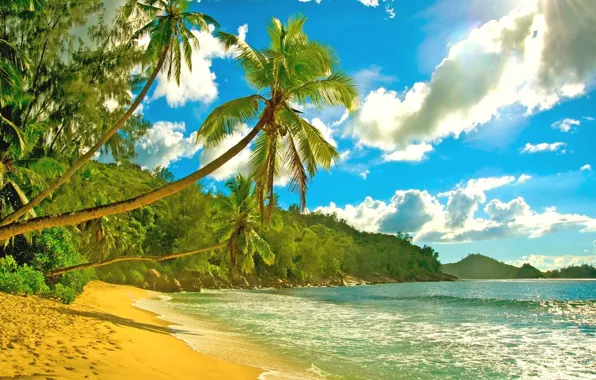 Picture palm trees, the ocean, shore, Seychelles