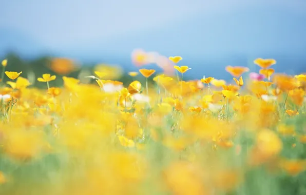 Picture summer, the sun, flowers, nature, glade, yellow, blur