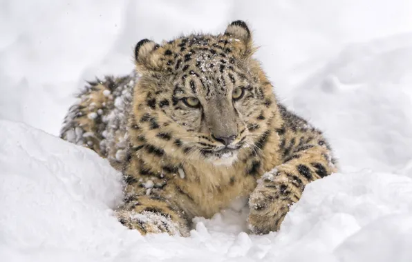 Picture face, snow, predator, lies, IRBIS, snow leopard, wild cat, snow leopard