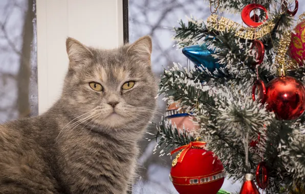 Picture cat, holiday, tree, new year