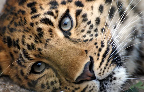 Picture eyes, face, head, leopard