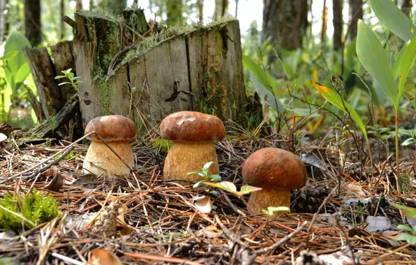 Picture forest, mushrooms, stump, needles, trio, mushrooms