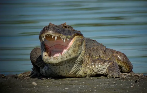Picture crocodile, mouth, teeth, Caiman