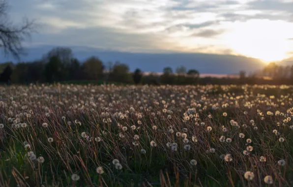 Picture field, summer, the sky, the sun, clouds, trees, sunset, flowers, clouds, glade, the evening, Dandelions