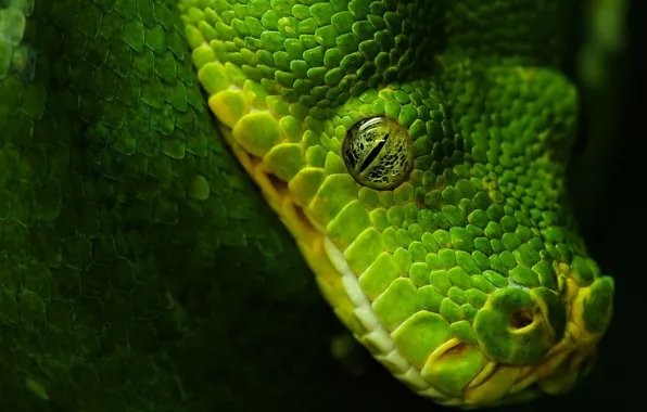 Picture eyes, black, Snake, green