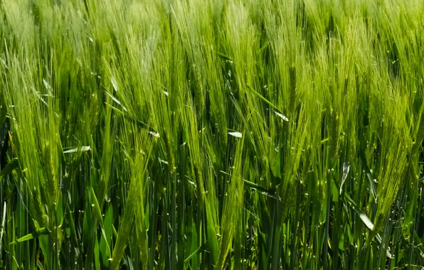 Picture Grass, Green, Summer, Meadow, Grain, Lush