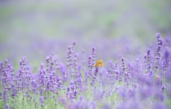 Picture butterfly, flowers, bokeh, lavender, lavender field