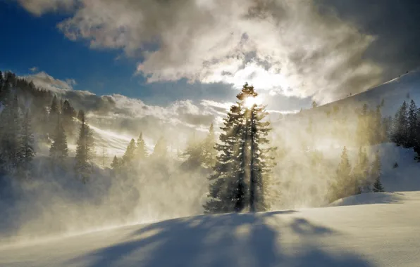Picture winter, forest, the sun, snow, mountains, fog, tree