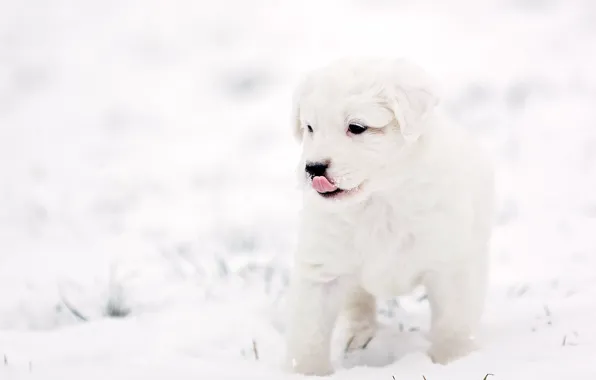 Picture background, dog, puppy