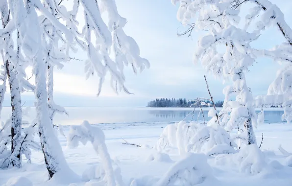 Picture winter, snow, trees, branches, lake, Canada, Canada, Northwest Territories, Lake Kakisa, Two Lake, Northwest territories