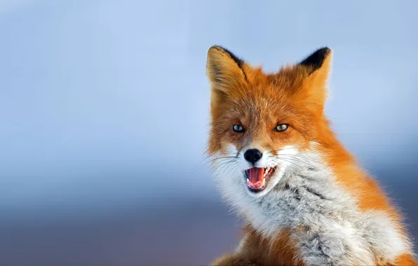 Picture Fox, photo, background, red, looks