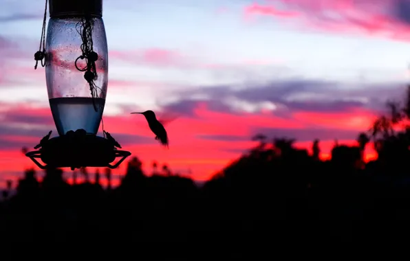Picture sunset, bird, silhouette, al