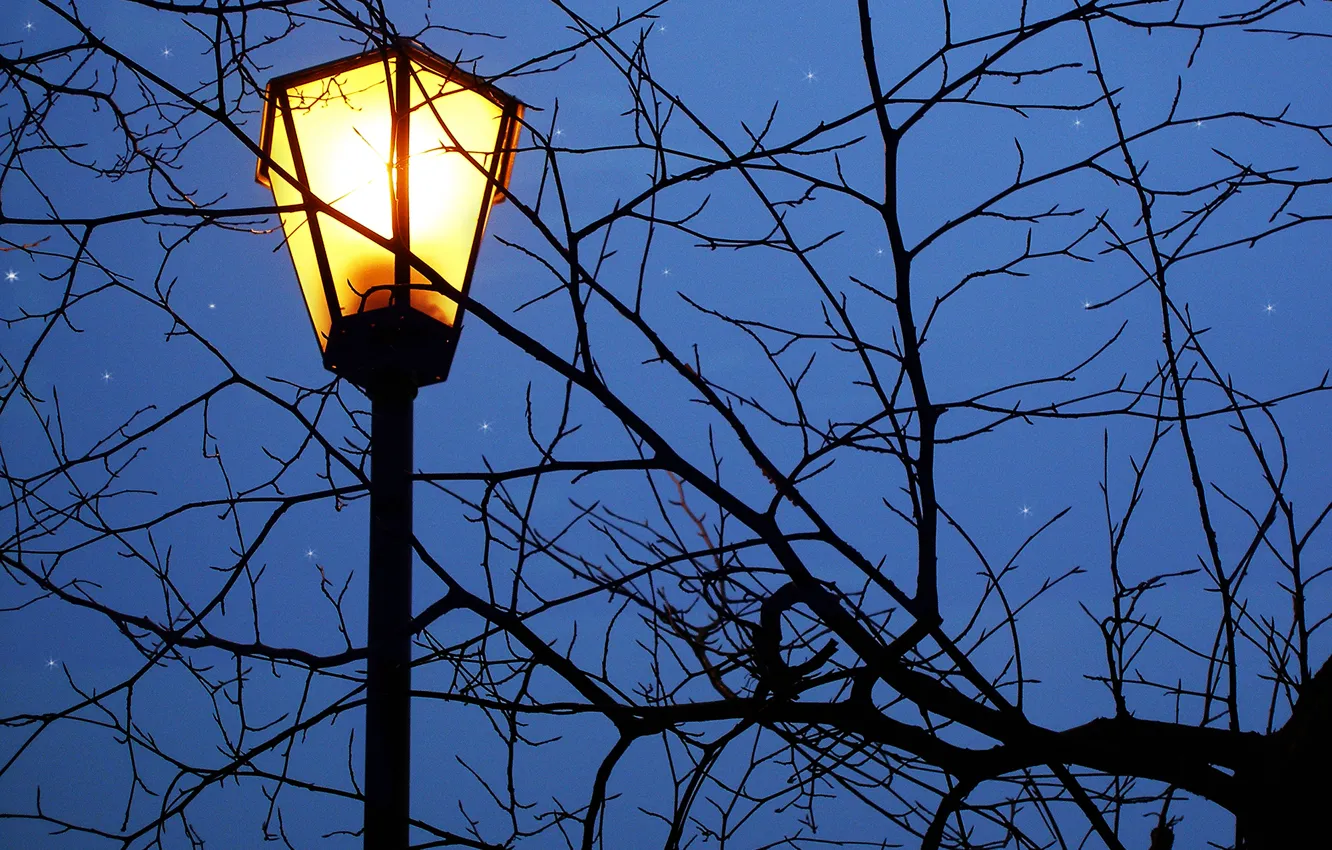 Photo wallpaper stars, night, branches, lantern