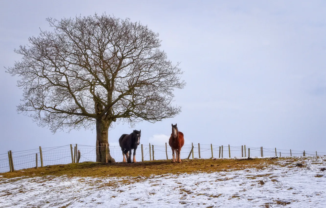 Wallpaper winter, field, horses images for desktop, section пейзажи ...